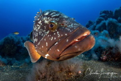 Hello by Claude Lespagne 